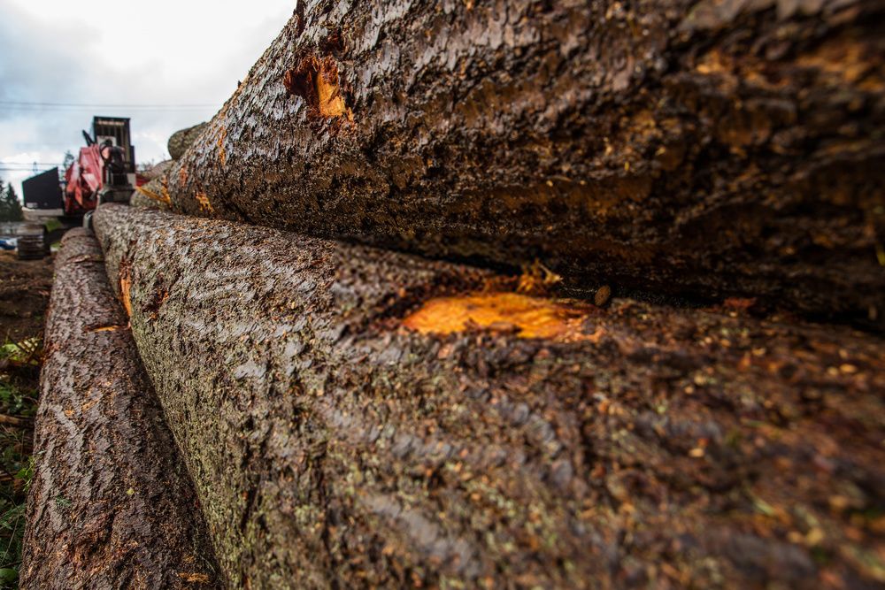 tree-service-atlanta-ga-near-me